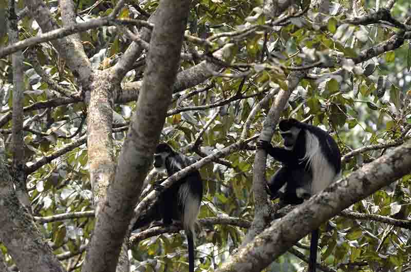 Mono Colobo Abisinio - selva de Budongo - Uganda 1.jpg